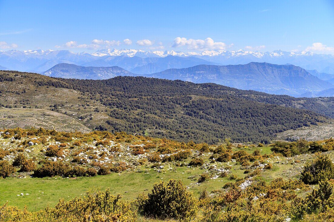 France, Alpes Maritimes, Parc Naturel Regional des Prealpes d'Azur, Coursegoules, montagne du Cheiron, Coursegoules pass (1414 m), Mercantour mountains in the background\n