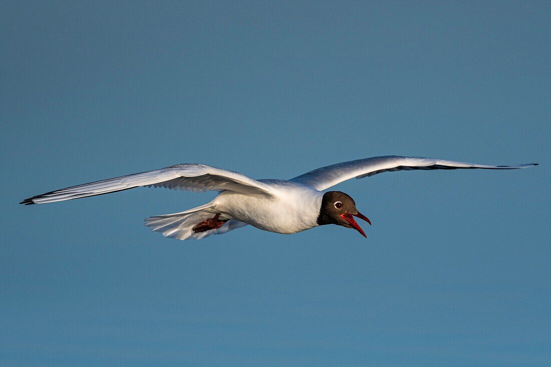 France, Somme, Bay of the Somme, Crotoy Marsh, Le Crotoy, every year a colony of black-headed gulls (Chroicocephalus ridibundus - Black-headed Gull) settles on the islets of the Crotoy marsh to nest and reproduce\n