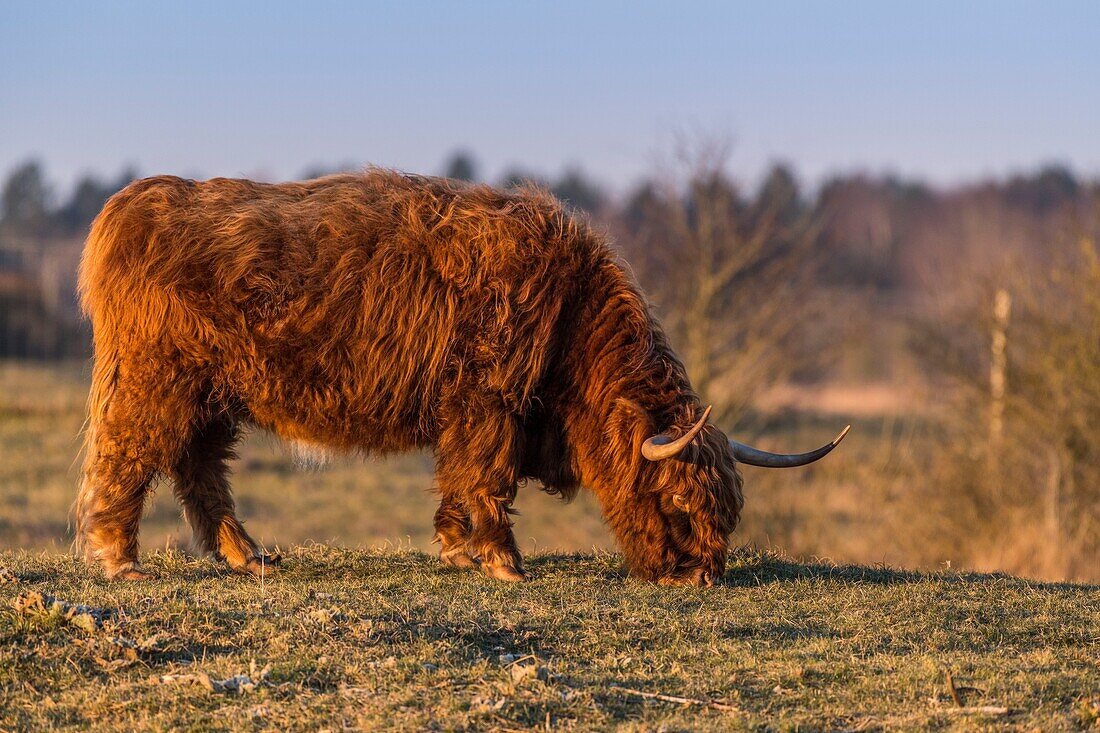 France, Somme, Somme Bay, Crotoy Marsh, Le Crotoy, Highland Cattle (Scottish cow) for marsh maintenance and eco grazing\n