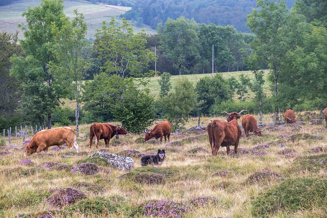 Frankreich, Puy de Dome, Chastreix, Berg, Herde von Salers- und Ferrandais-Kühen, Tal des salzigen Brunnens, Sancy-Massiv, Mont-Dore, Regionaler Naturpark der Vulkane der Auvergne