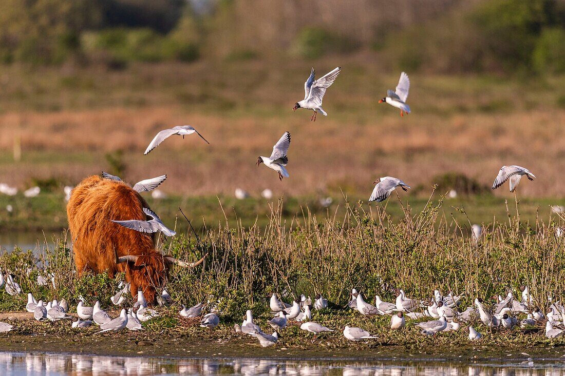 France, Somme, Baie de Somme, Le Crotoy, The marsh of Crotoy welcomes each year a colony of Black-headed Gull (Chroicocephalus ridibundus - Black-headed Gull) which come to nest and reproduce on islands in the middle of the ponds, seagulls then chase materials for the construction of nests\n