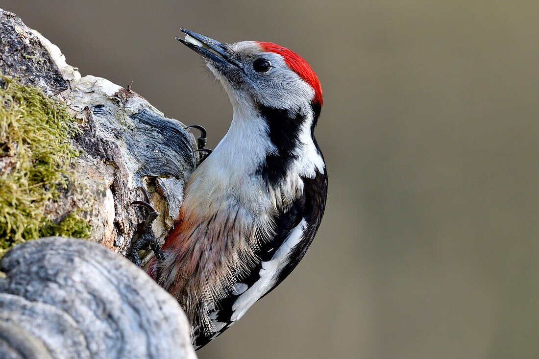 France, Doubs, bird, woodpecker (Dendrocopos medius) foraging on an old trunk\n