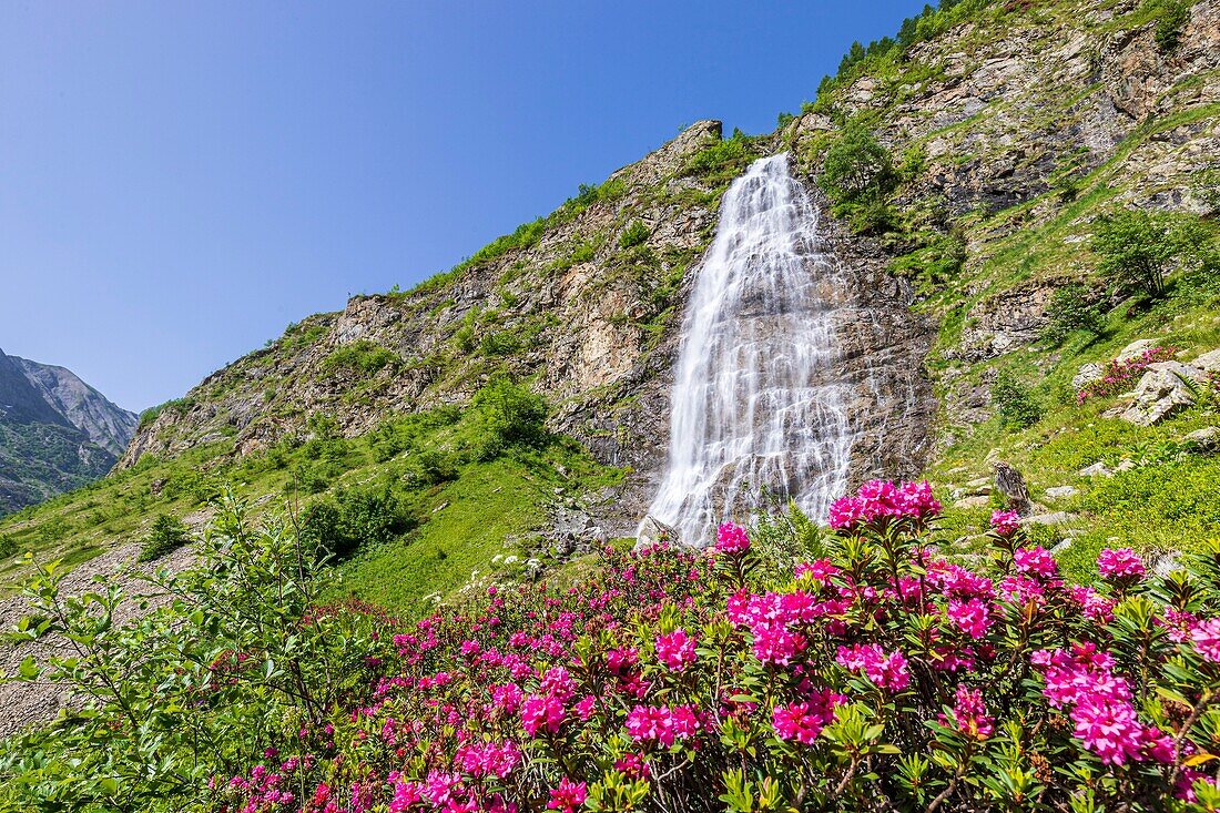 France, Hautes Alpes, Ecrins National Park, valley of Valgaudemar, La Chapelle en Valgaudemar, the Gioberney, the waterfall of the Voile de la Mariée (Bridal Veil) and flowering Rhododendron ferruginous (Rhododendron ferrugineum)\n