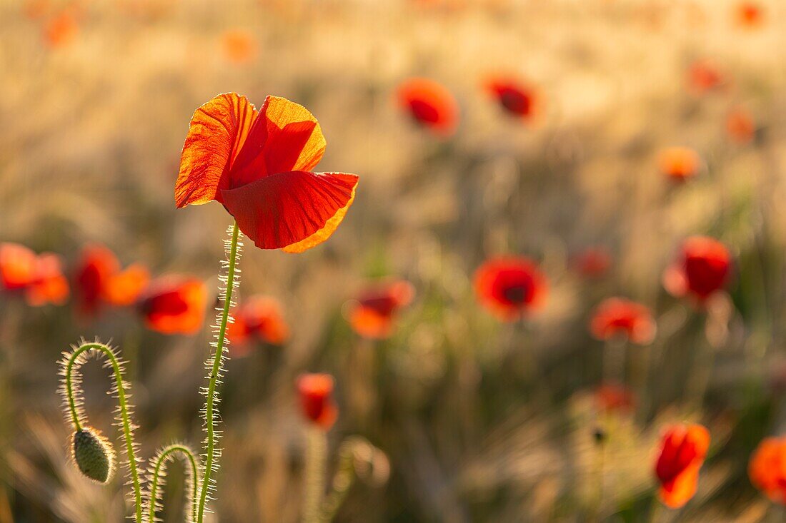 Frankreich, Somme, Bucht der Somme, Saint-Valery-sur-Somme, Die Mohnfelder zwischen Saint-Valery-sur-Somme und Pendé sind zu einer echten Touristenattraktion geworden, und viele Menschen kommen, um dort zu fotografieren