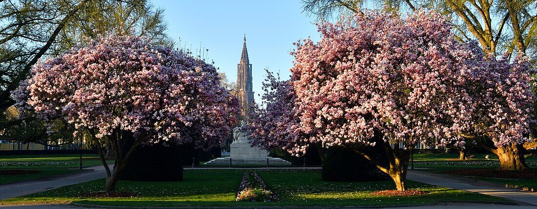 Frankreich, Bas Rhin, Straßburg, Neustadt aus der deutschen Zeit, von der UNESCO zum Weltkulturerbe erklärt, Place de la Republique, blühende Magnolien, Kriegsdenkmal, eine Mutter hält ihre beiden sterbenden Söhne, der eine schaut nach Frankreich, der andere nach Deutschland, im Hintergrund die Kathedrale Notre Dame