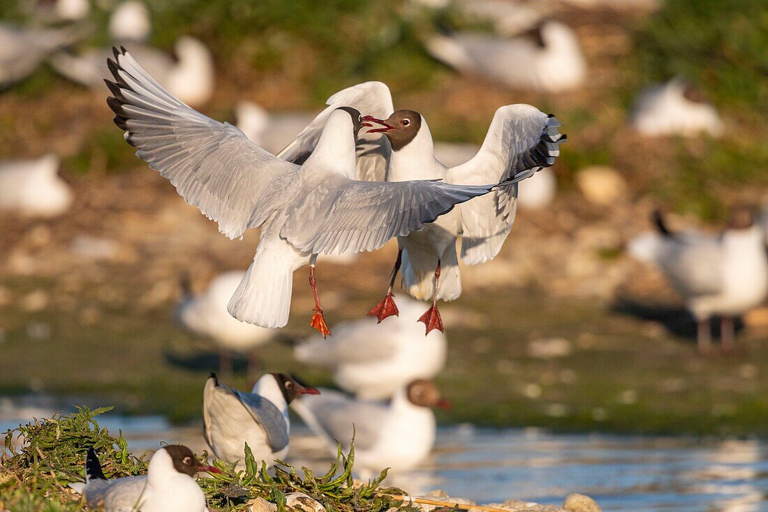 France, Somme, Bay of the Somme, Crotoy Marsh, Le Crotoy, every year a colony of black-headed gulls (Chroicocephalus ridibundus) settles on the islets of the Crotoy marsh to nest and reproduce , conflicts are then frequent\n