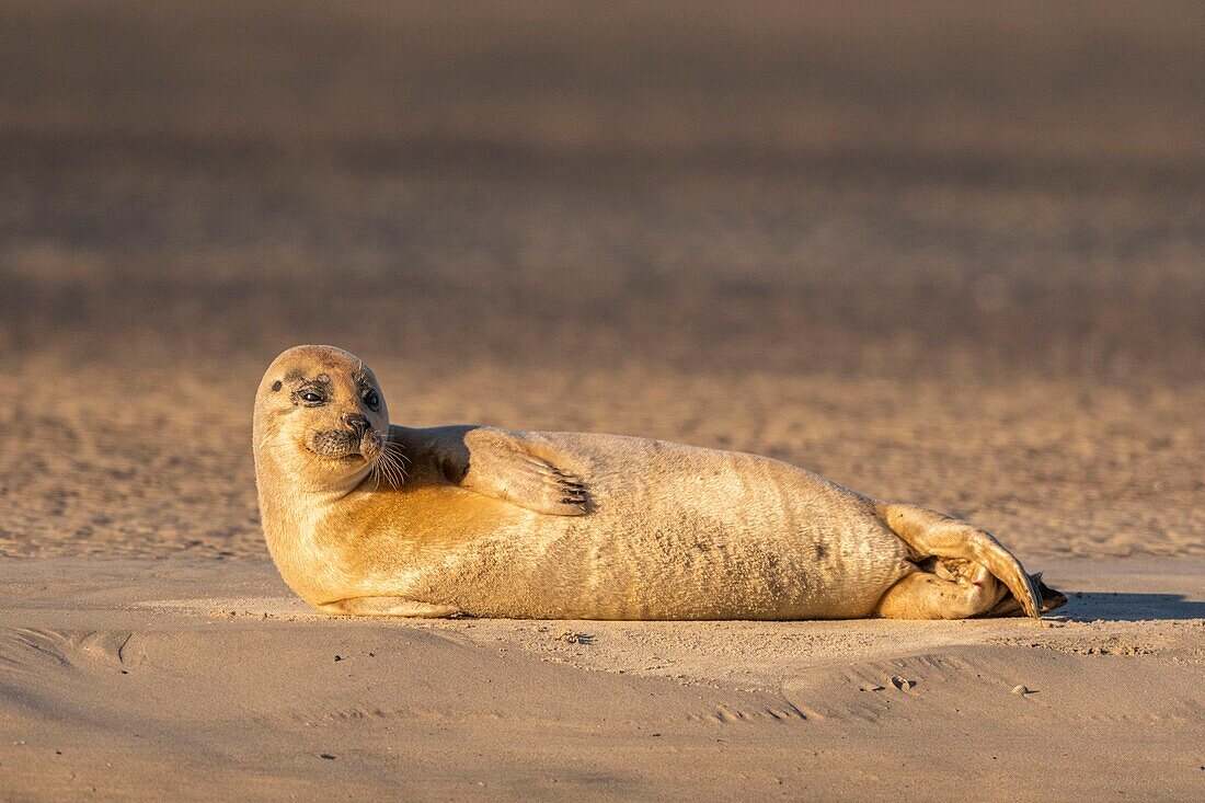 France, Pas de Calais, Opal Coast, Berck sur Mer, common seal (Phoca vitulina), seals are today one of the main tourist attractions of the Somme Bay and the Opal Coast\n