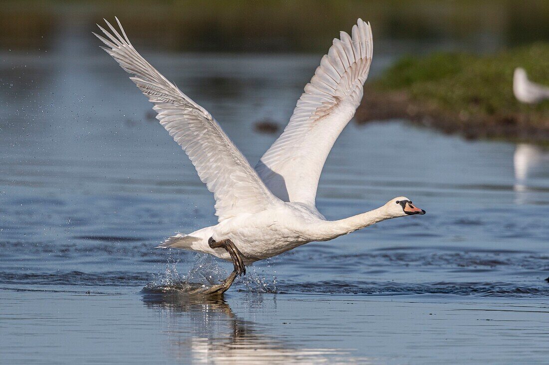 France, Somme, Somme Bay, Crotoy Marsh, Le Crotoy, Mute Swan (Cygnus olor - Mute Swan) fledged on the pond\n