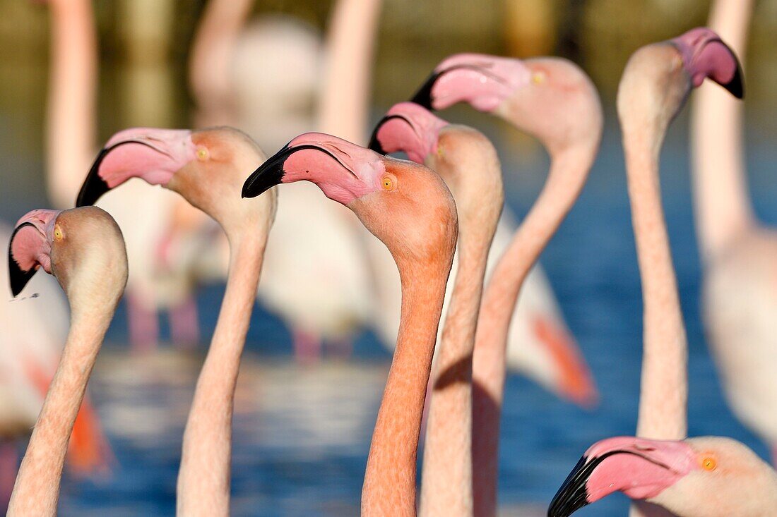 Frankreich, Bouches du Rhone, Camargue, Naturschutzgebiet Pont de Gau, Flamingos (Phoenicopterus roseeus)