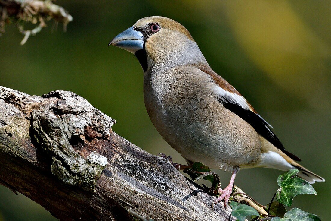 France, Doubs, bird, Grosbecause (Coccothraustes coccothraustes), female\n