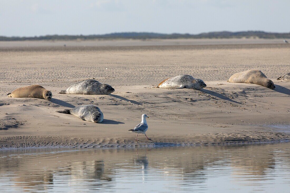 France, Pas de Calais, Authie Bay, Berck sur Mer, common seal (Phoca vitulina), at low tide the seals rest on the sandbanks\n