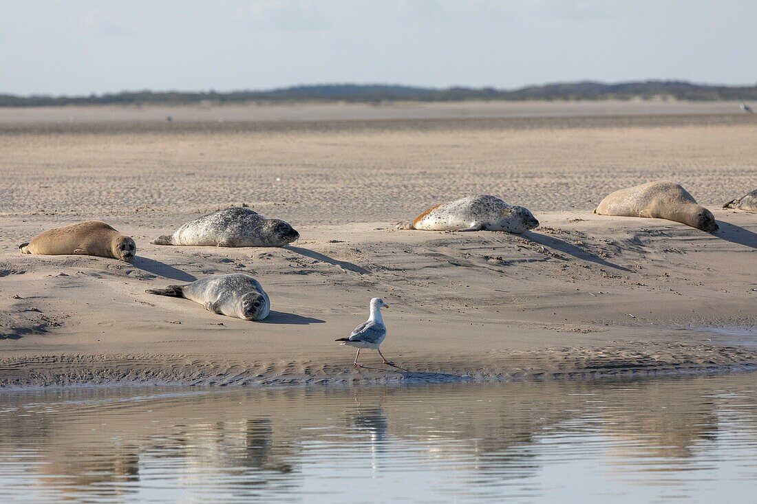 Frankreich, Pas de Calais, Authie Bay, Berck sur Mer, Seehund (Phoca vitulina), bei Ebbe ruhen die Seehunde auf den Sandbänken