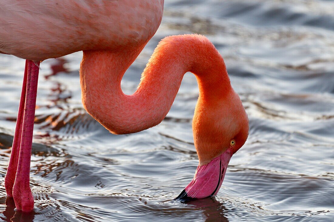 France, Bouches du Rhone, Camargue, Pont de Gau reserve, Flamingos (Phoenicopterus roseeus)\n