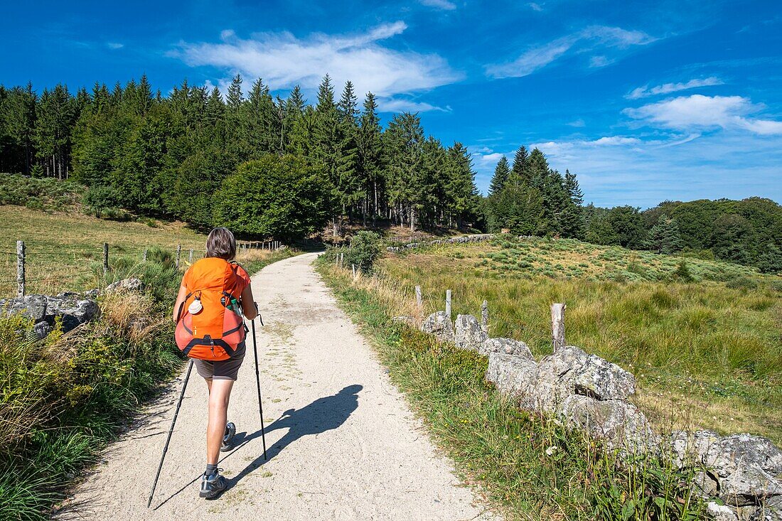 France, Haute-Loire, surroundings of Chanaleilles, hike along the Via Podiensis, one of the French pilgrim routes to Santiago de Compostela or GR 65\n