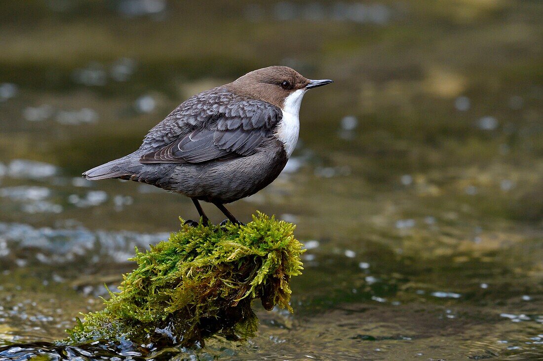 Frankreich, Doubs, Creuse-Tal, Vogel, Zinnobertaucher (Cinclus cinclus)