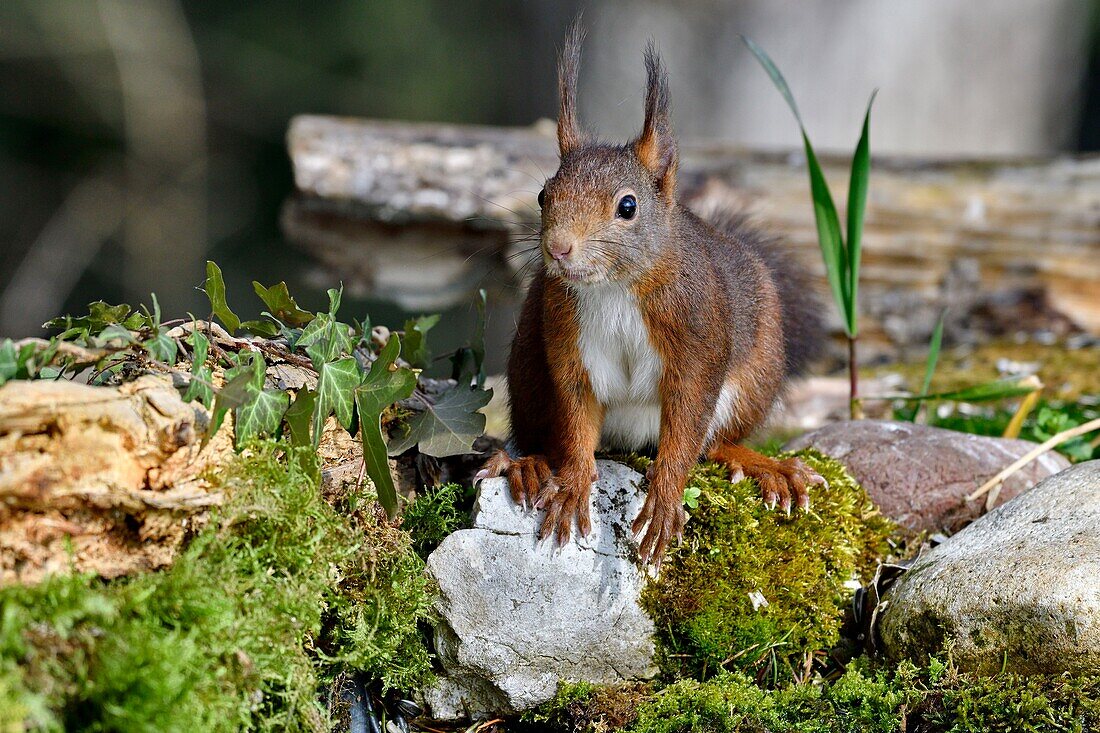 Frankreich, Doubs, rotes Eichhörnchen beim Trinken in einem Teich