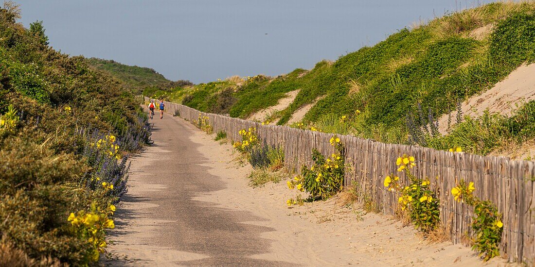 "France, Somme, Somme Bay, Le Hourdel, The white road, closed to traffic and regularly silted, now refitted into a bike path; at the beginning of summer, many wild flowers line the path"\n