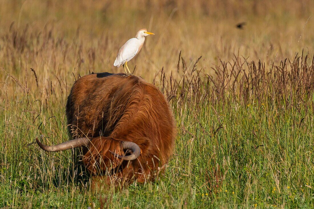 France, Somme, Somme Bay, Crotoy marshes, Le Crotoy, Cattle egret (Bubulcus ibis Western Cattle Egret) and Scottish cow Higland Cattle\n