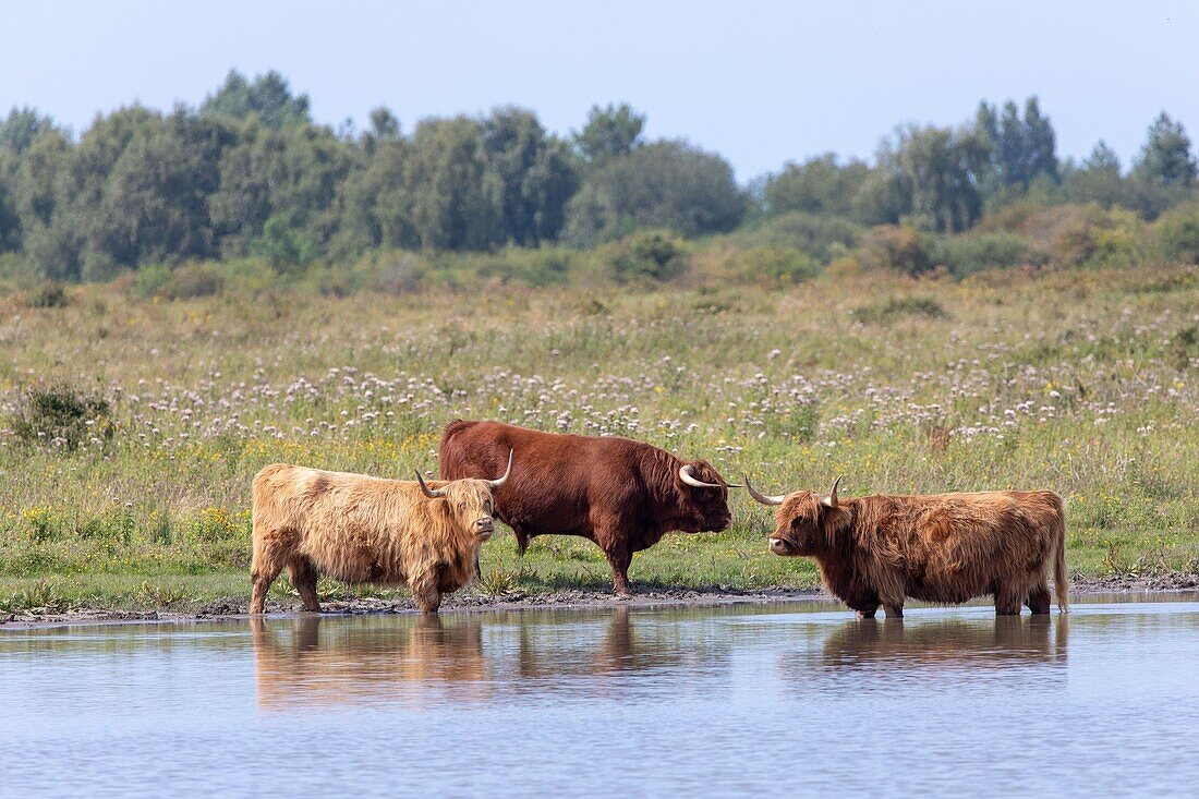France, Somme, Baie de Somme, Saint Quentin en Tourmont, Natural Reserve of the Baie de Somme, Ornithological Park of Marquenterre, Scottish cows Highland Cattle widely acclaimed in natural areas for a gentle management of ecopastoralism\n