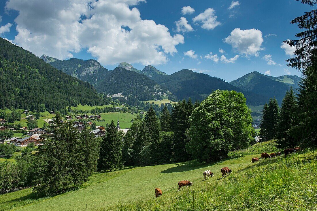 France, Haute Savoie, Chablais, Val d'Abondance, Portes du Soleil, Abondance Chapel, Abondance cow herd in front of the village and peaks of Arvouin, Linleu and Braitaz needle\n