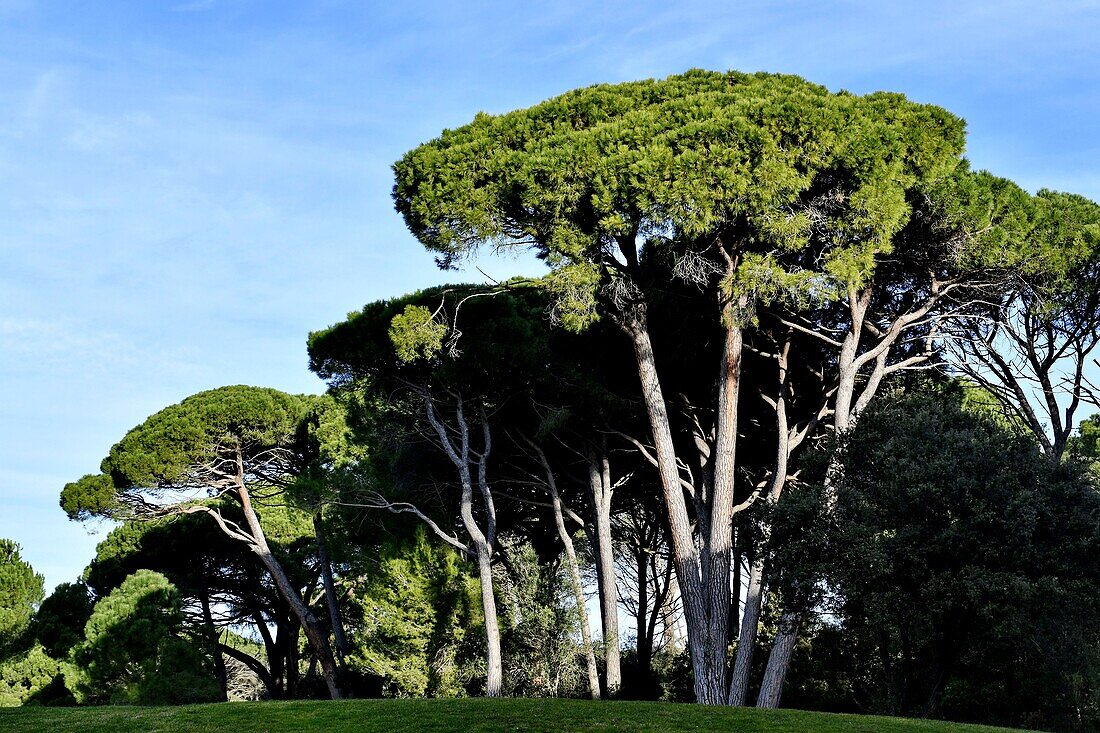 France, Var, Esterel Massif, vegetation, pines on a golf course\n