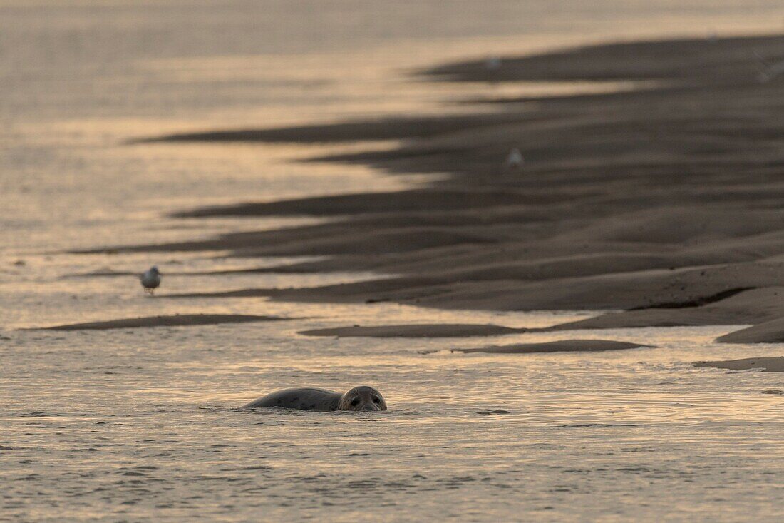 France, Pas de Calais, Authie Bay, Berck sur Mer, common seal (Phoca vitulina), at low tide the seals rest on the sandbanks from where they are chased by the rising tide\n