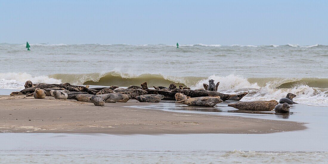 France, Somme, Somme Bay, Le Hourdel, The Hourdel seal colony on the sandbank while strong waves come to flood them\n