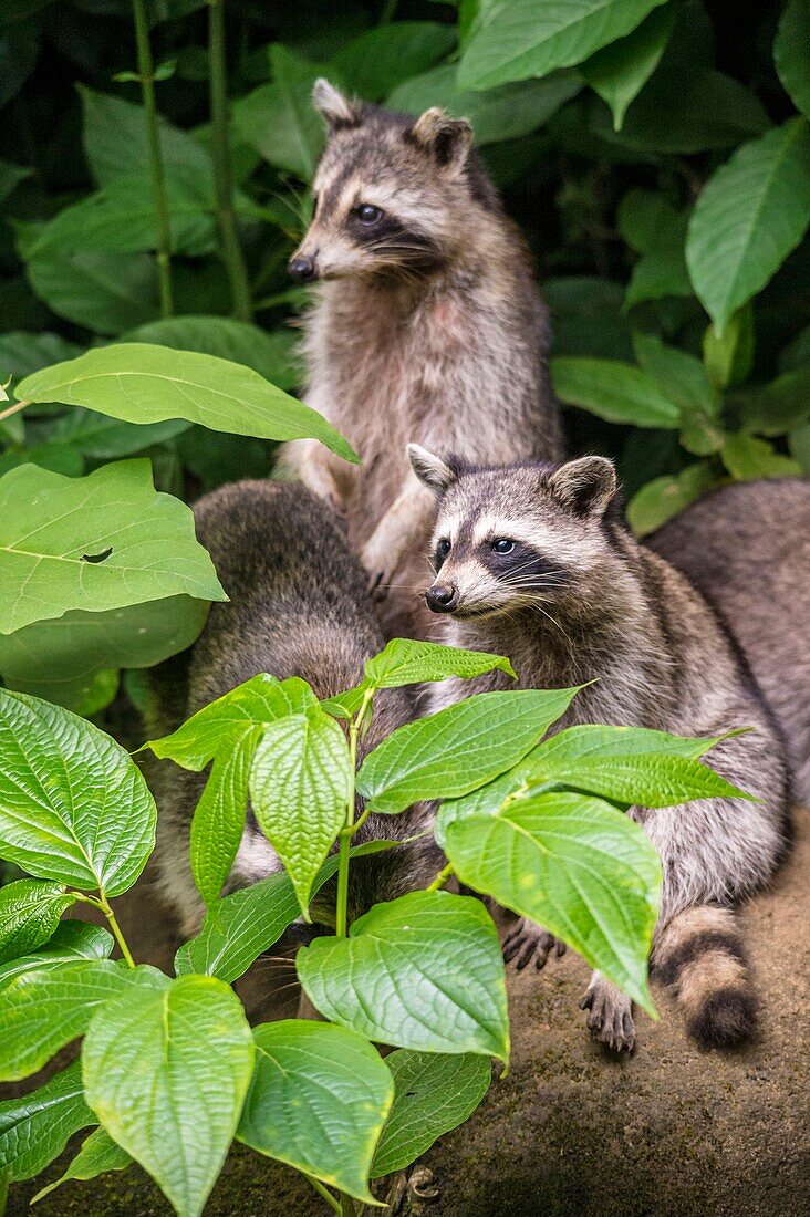 France, Caribbean, Lesser Antilles, Guadeloupe, Basse-Terre, Bouillante, Parc des Mamelles (Guadeloupe Zoo), group of raccoons (Procyon lotor Linnaeus)\n