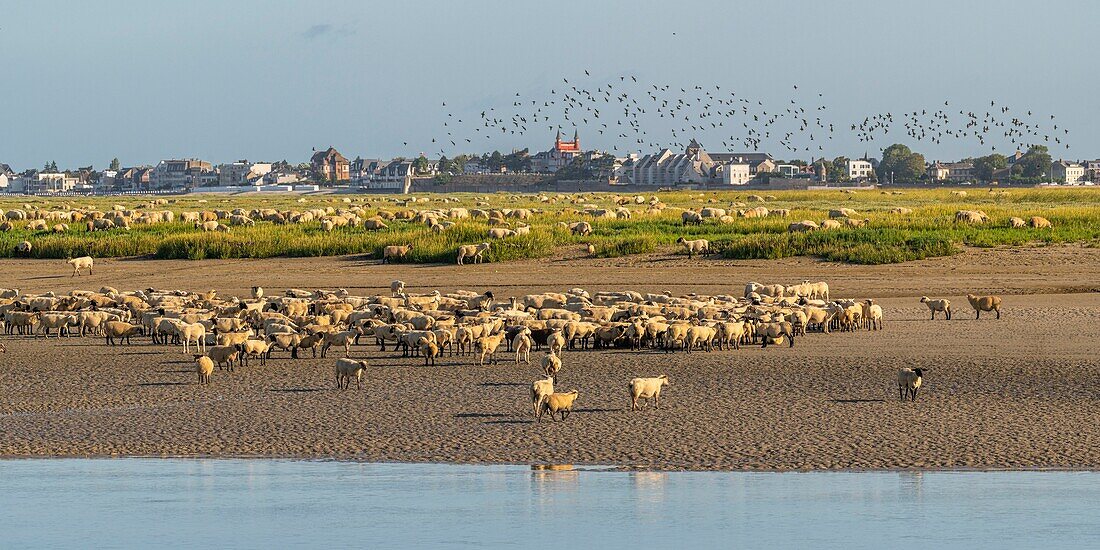 France, Somme, Somme Bay, Saint Valery sur Somme, salt-meadow sheep come to drink in the channel of the Somme facing the docks\n
