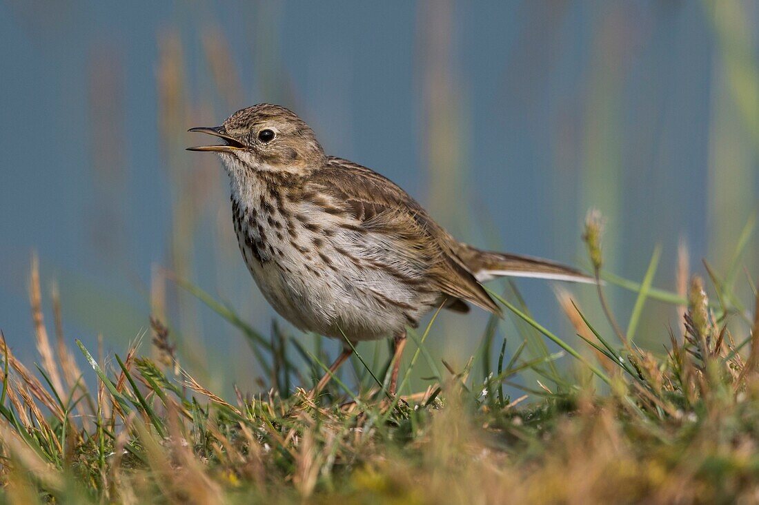 France, Somme, Baie de Somme, Cayeux sur Mer, The Hable d'Ault, Meadow Pipit (Anthus pratensis)\n