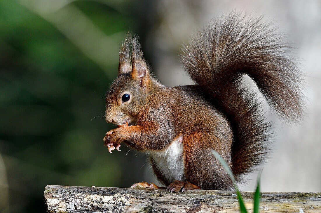 France, Doubs, red squirrel eating a hazelnut\n