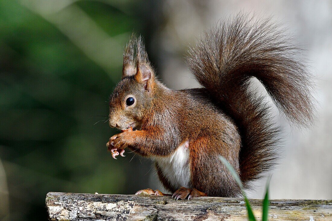 Frankreich, Doubs, rotes Eichhörnchen frisst eine Haselnuss