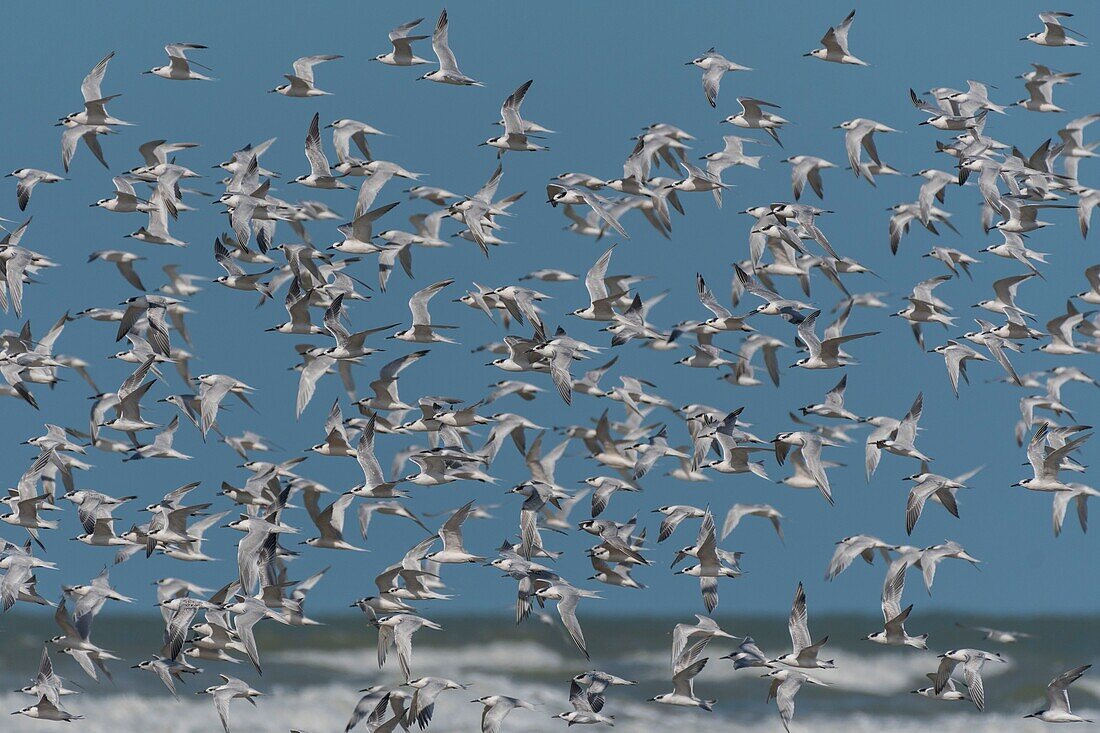 France, Pas de Calais, Berck sur Mer, Caugek Terns (Thalasseus sandvicensis, Sandwich Tern) on the beach in autumn\n