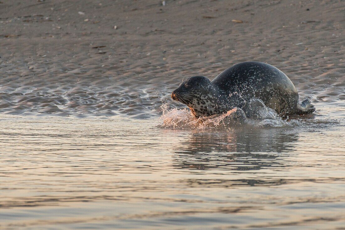 France, Pas de Calais, Authie Bay, Berck sur Mer, common seal (Phoca vitulina), at low tide the seals rest on the sandbanks from where they are chased by the rising tide\n