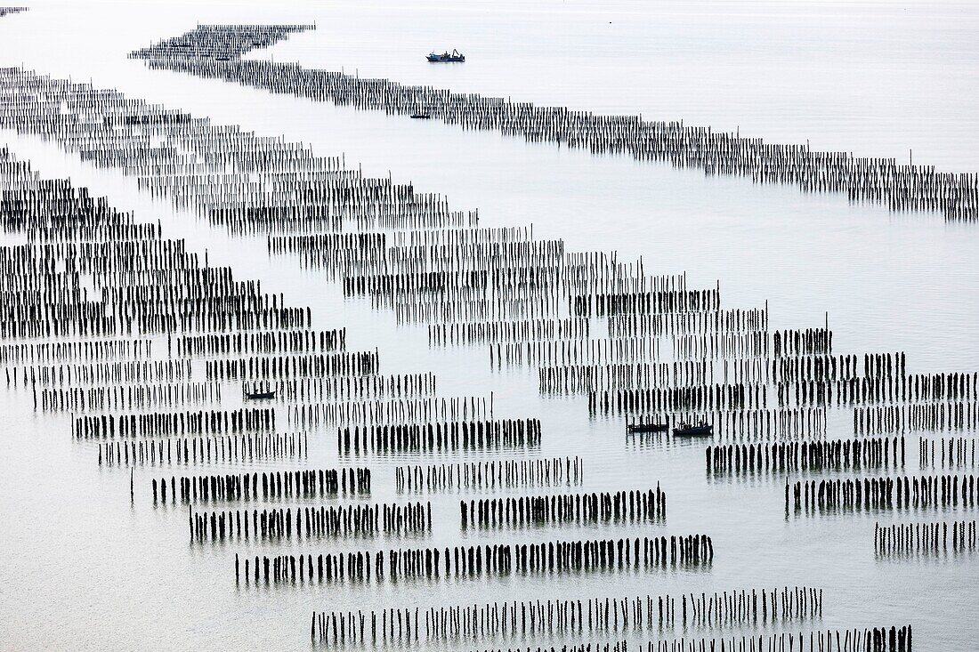 France, Vendee, La Faute sur Mer, mussel boats in mussel farm (aerial view)\n