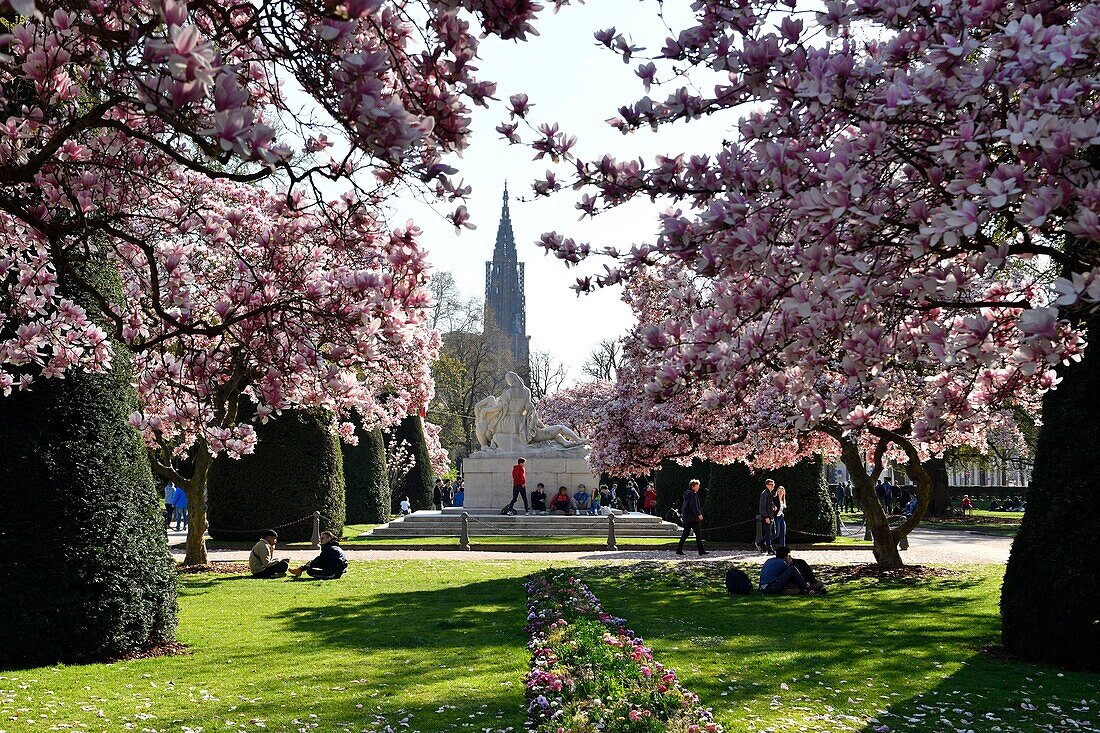 Frankreich, Bas Rhin, Straßburg, Neustadt aus der deutschen Zeit, von der UNESCO zum Weltkulturerbe erklärt, Place de la Republique, blühende Magnolien, Kriegsdenkmal, eine Mutter hält ihre beiden sterbenden Söhne, der eine schaut nach Frankreich, der andere nach Deutschland, im Hintergrund die Kathedrale Notre Dame