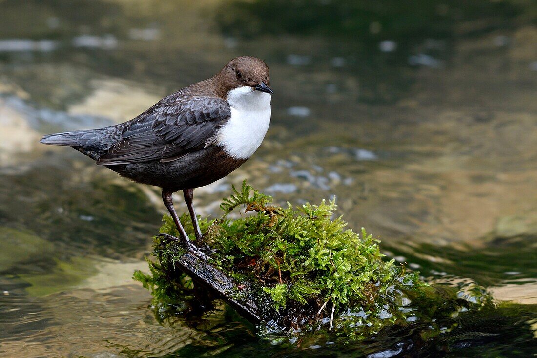 France, Doubs, Creuse Valley, bird, Cincle diver (Cinclus cinclus)\n