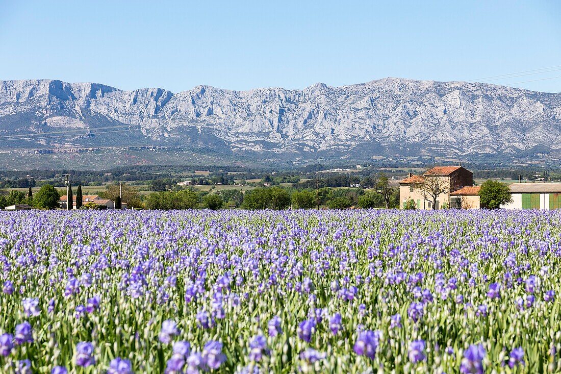 France, Bouches du Rhône, Pays d'Aix, Grand Site Sainte-Victoire, Trets, Iris fields of Dalmatian (iris pallida) facing Sainte-Victoire mountain\n