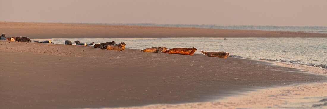 France, Somme, Bay of the Somme, Le Hourdel, common seals on a sandbar\n