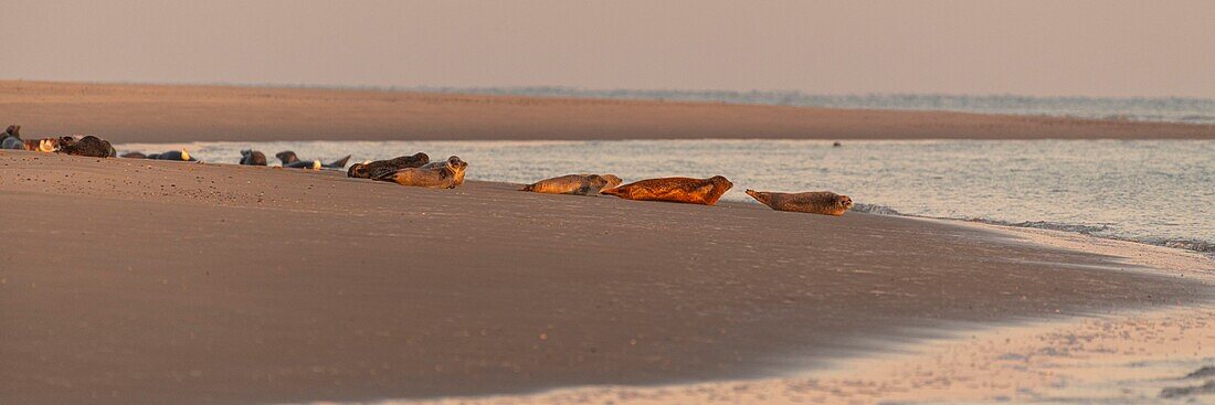 Frankreich, Somme, Bucht der Somme, Le Hourdel, Seehunde auf einer Sandbank