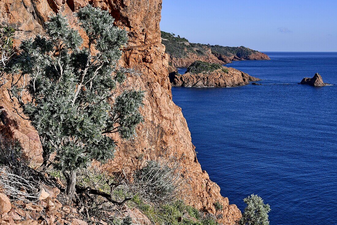 Frankreich, Var, Gesims und Esterel-Küste, am Fels hängende Vegetation