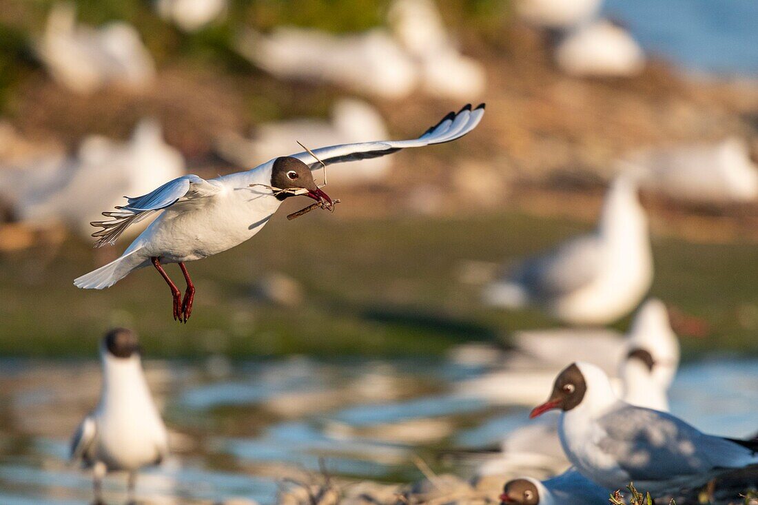 Frankreich, Somme, Somme-Bucht, Crotoy-Sumpf, Le Crotoy, jedes Jahr lässt sich eine Lachmöwenkolonie (Chroicocephalus ridibundus - Lachmöwe) auf den Inseln des Crotoy-Sumpfes nieder, um zu nisten und sich fortzupflanzen, die Vögel tragen die Äste für den Nestbau