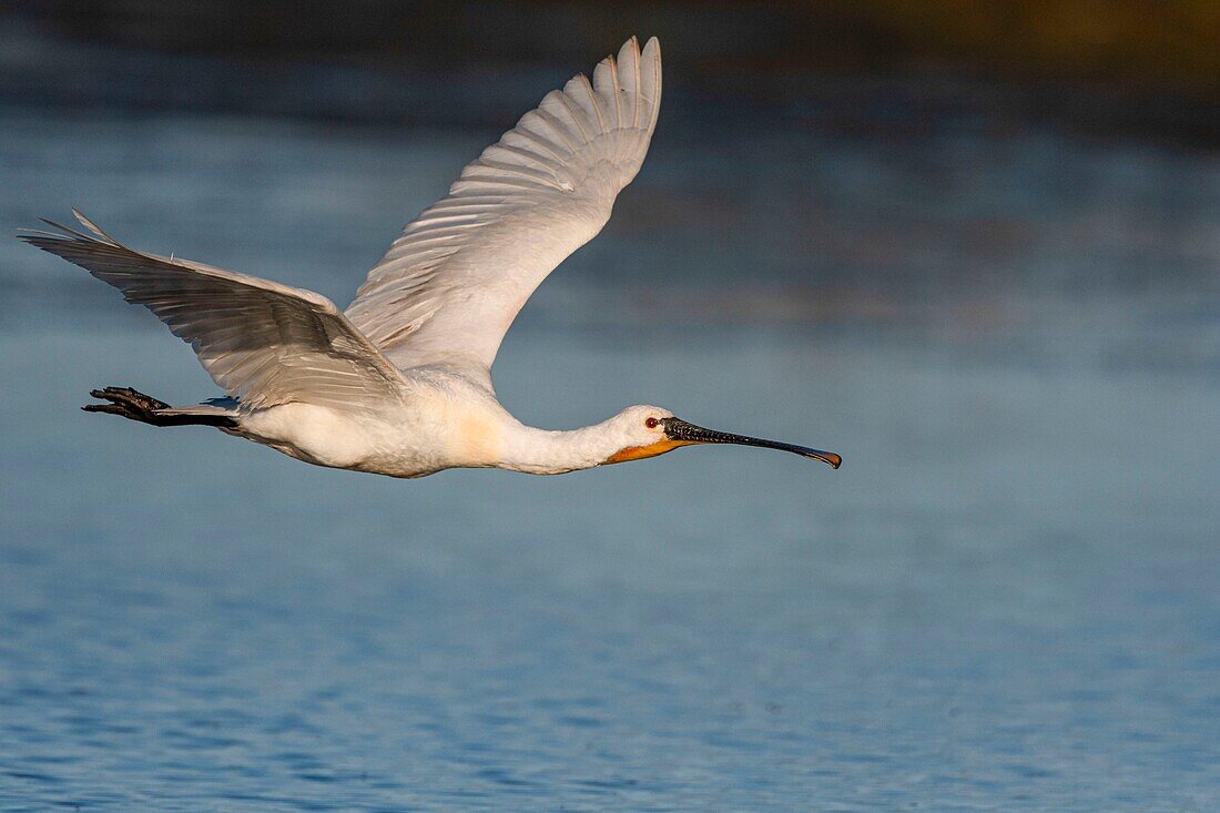 France, Somme, Somme Bay, Le Crotoy, Crotoy marsh, Spoonbill (Platalea leucorodia Eurasian Spoonbill) in flight\n