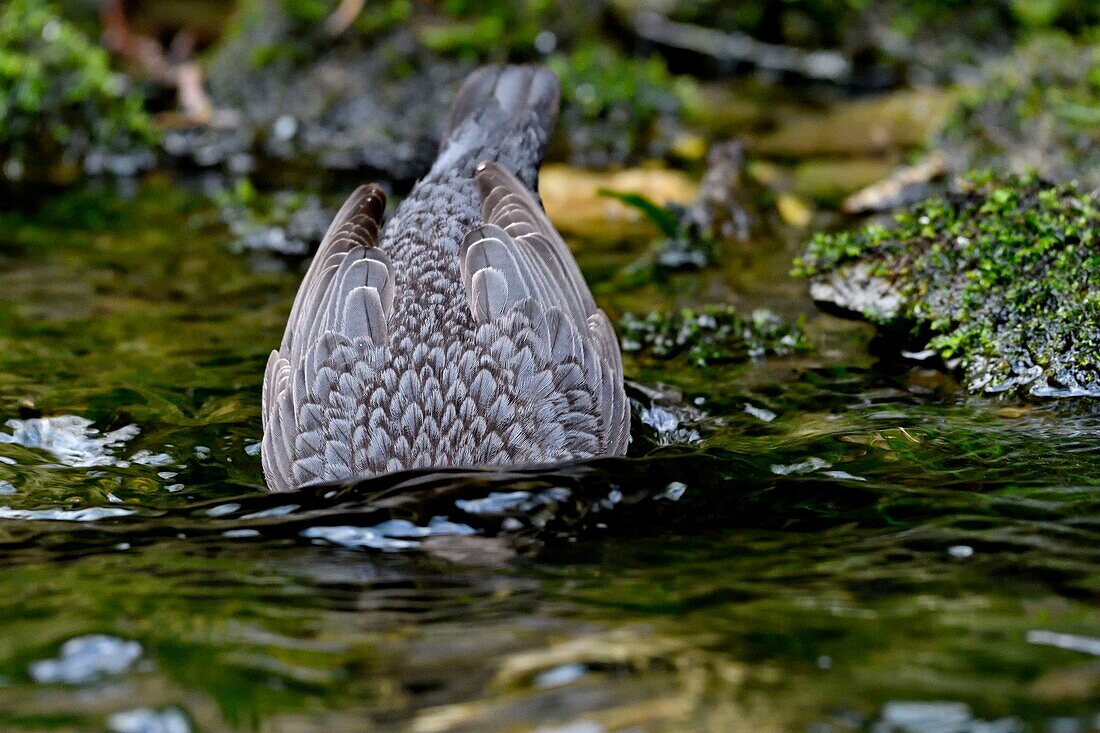 France, Doubs, Creuse valley, bird, diving Cincle (Cinclus cinclus), white water hunting\n