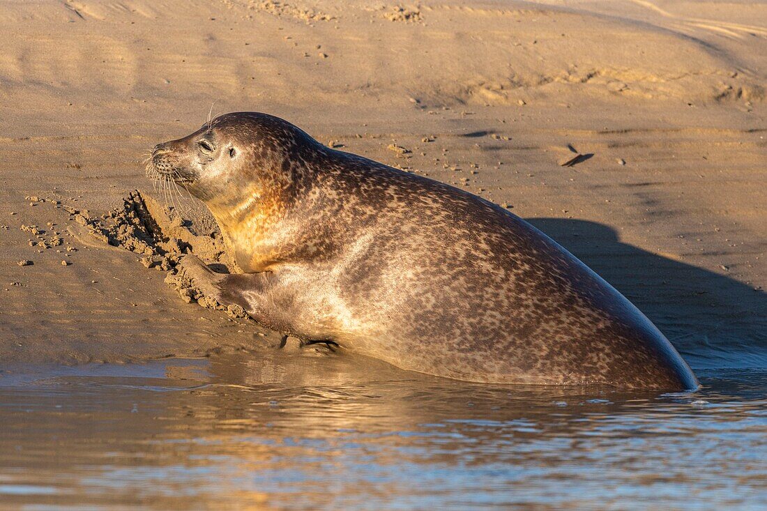 Frankreich, Pas de Calais, Opalküste, Berck sur Mer, Seehund (Phoca vitulina), Seehunde sind heute eine der Haupttouristenattraktionen in der Somme-Bucht und an der Opalküste