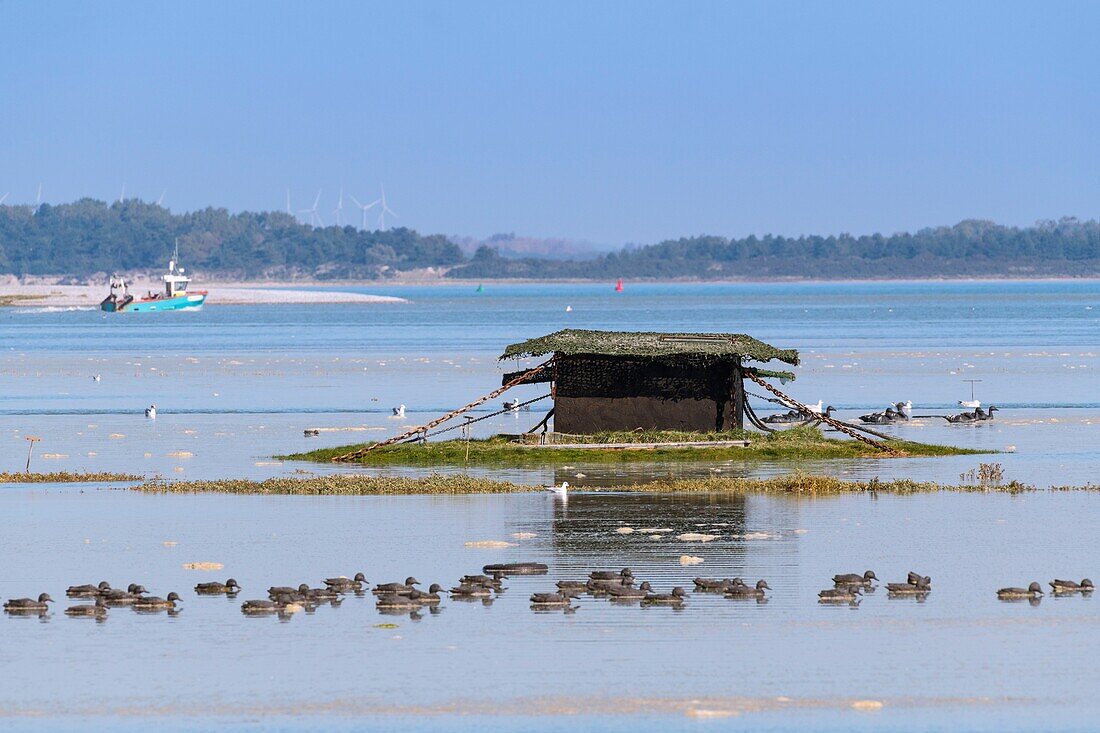 Frankreich, Somme, Baie de Somme, Le Hourdel, Große Gezeiten in der Baie de Somme, Die Wiesen um die Hourdel vom Wasser überflutet, Chards und Jagdhütten, die mit der Flut zurückgehen