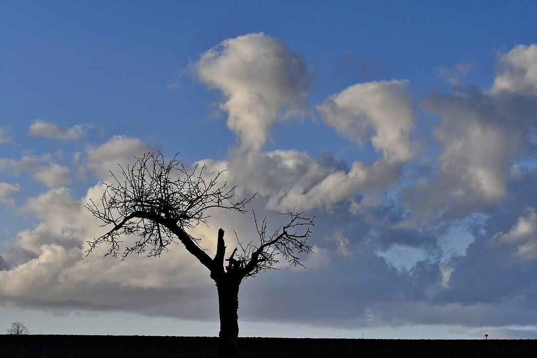 Frankreich, Doubs, Silhouette eines blattlosen Baumes