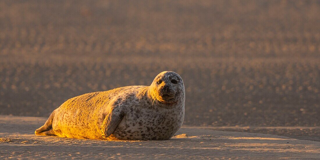 France, Pas de Calais, Authie Bay, Berck sur Mer, Grey seals (Halichoerus grypus), at low tide the seals rest on the sandbanks from where they are chased by the rising tide\n