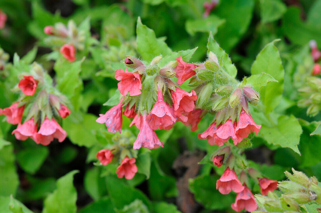 Pulmonaria rubra Redstart