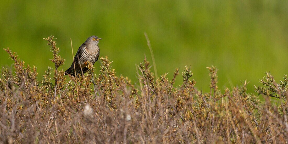France, Somme, Baie de Somme, Cayeux sur Mer, The Hable d'Ault, Grey Cuckoo (Cuculus canorus - Common Cuckoo)\n